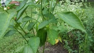 Peppers and oregano