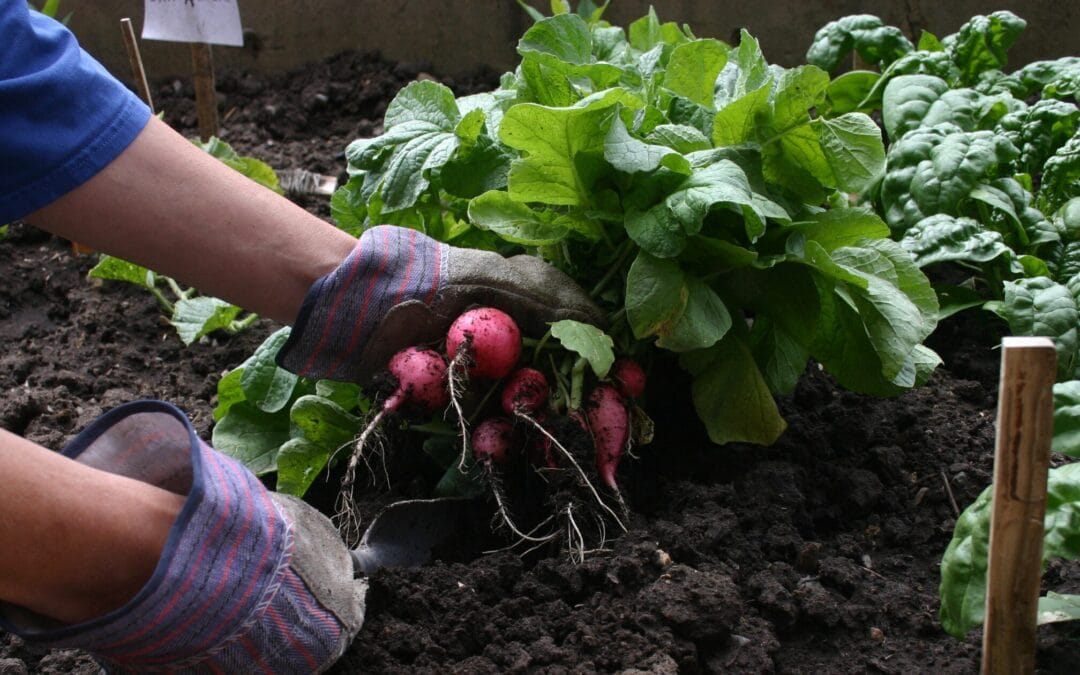 What to Sow and Plant in April: Kickstarting Your Vegetable Garden