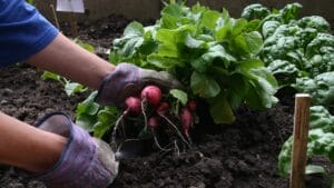 Radishes and spinach
