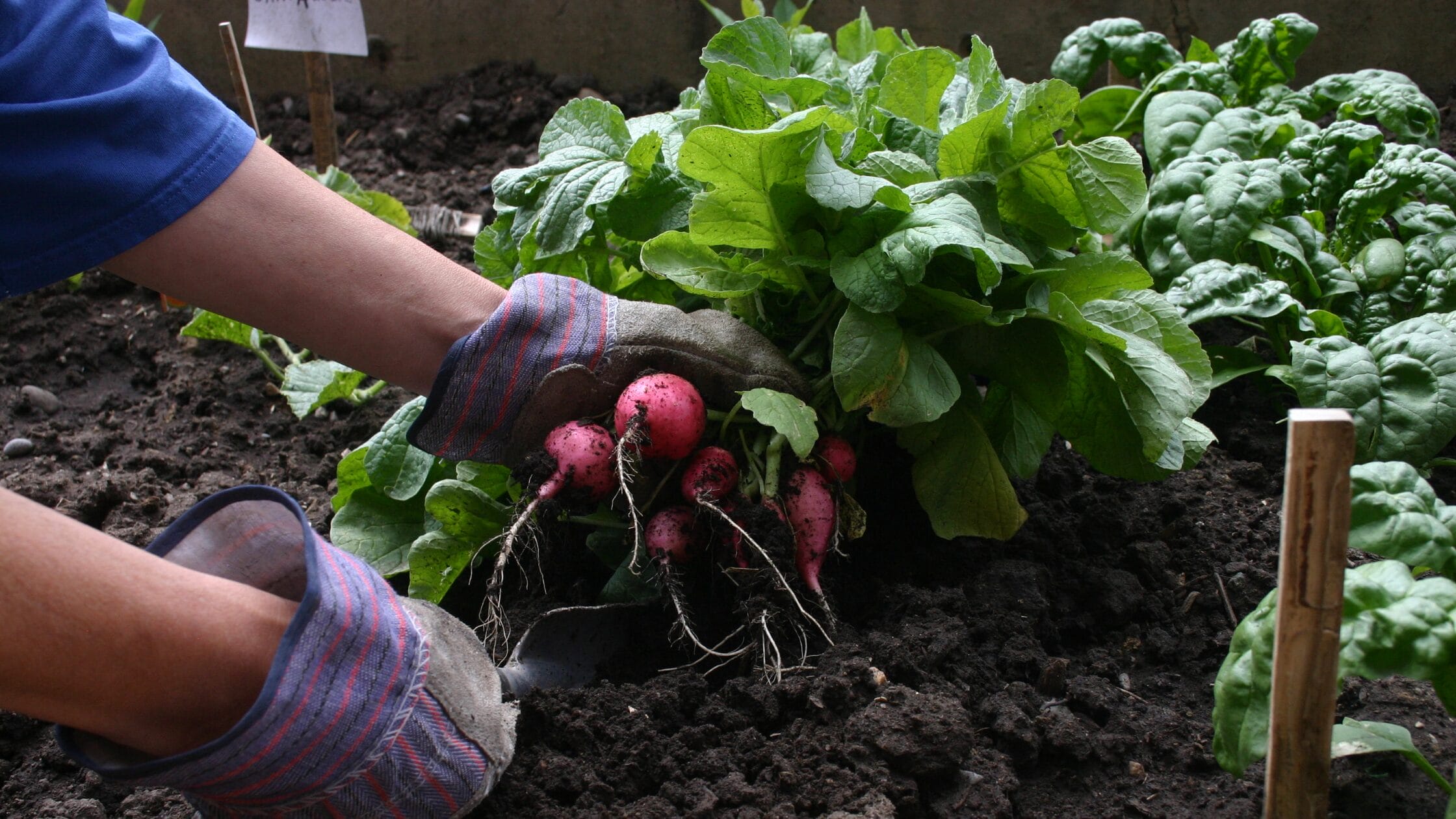 Radishes and spinach