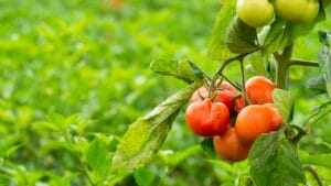 Tomatoes and basil - companion planting