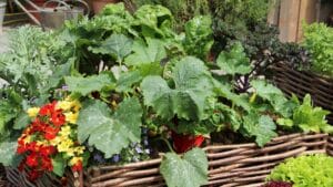 Companion planting: zucchini and nasturtium