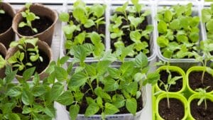 seed-starting