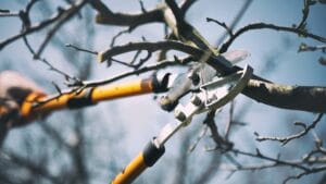 Garden task in January: prune fruit trees and berry shrubs
