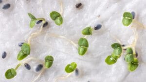 Check if your seeds can still germinate