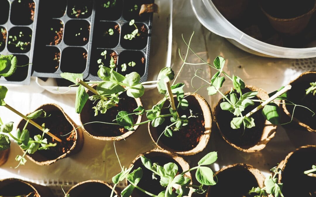 January Seed Starting Guide: 11 Vegetables to Sow Now for a Successful Harvest