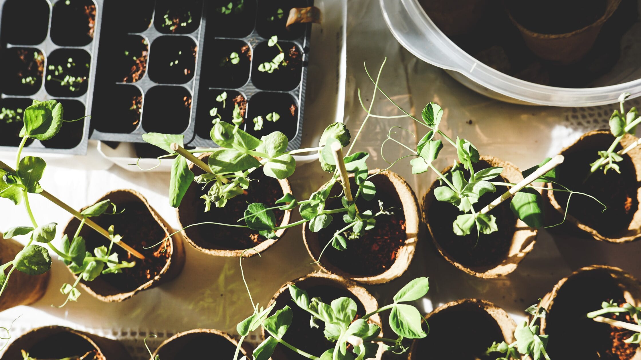 Garden task in January: seed-starting