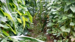 Beans, corn and pumpkin - companion planting
