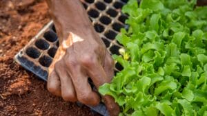 Seed-starting in January: winter lettuce