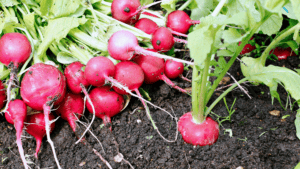Radishes