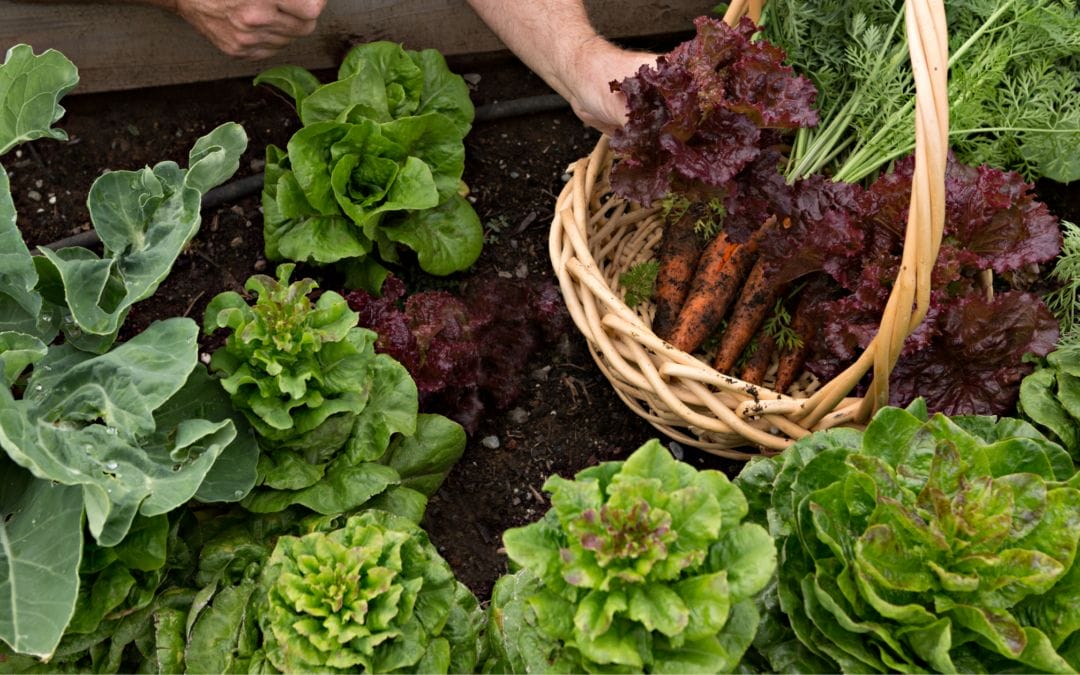 Succession Planting Guide: Maximize Your Vegetable Garden Harvest Year-Round