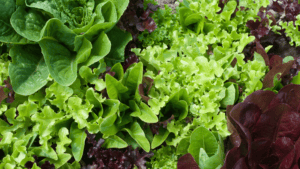 Lettuce