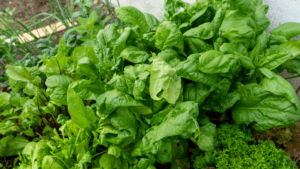 Spinach