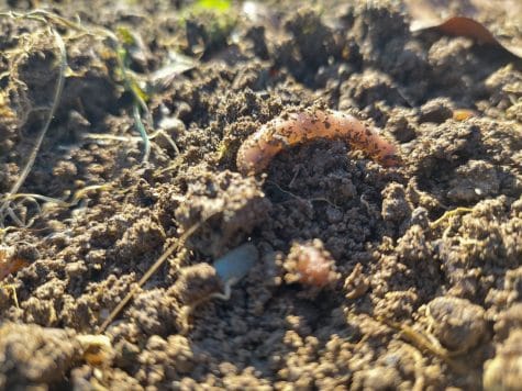 worm