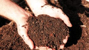 hands with compost