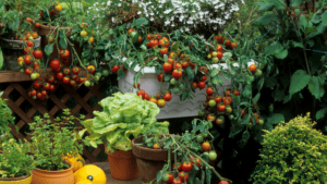 Vegetables in pots 