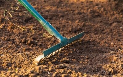 Awaken Your Garden: 11 Garden Tasks for March Success