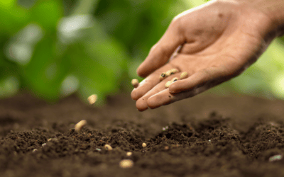 Dirt, Seeds, and Potential: What to sow and plant in March