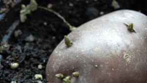 Sprouted potato
