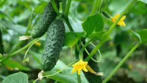 Cucumbers