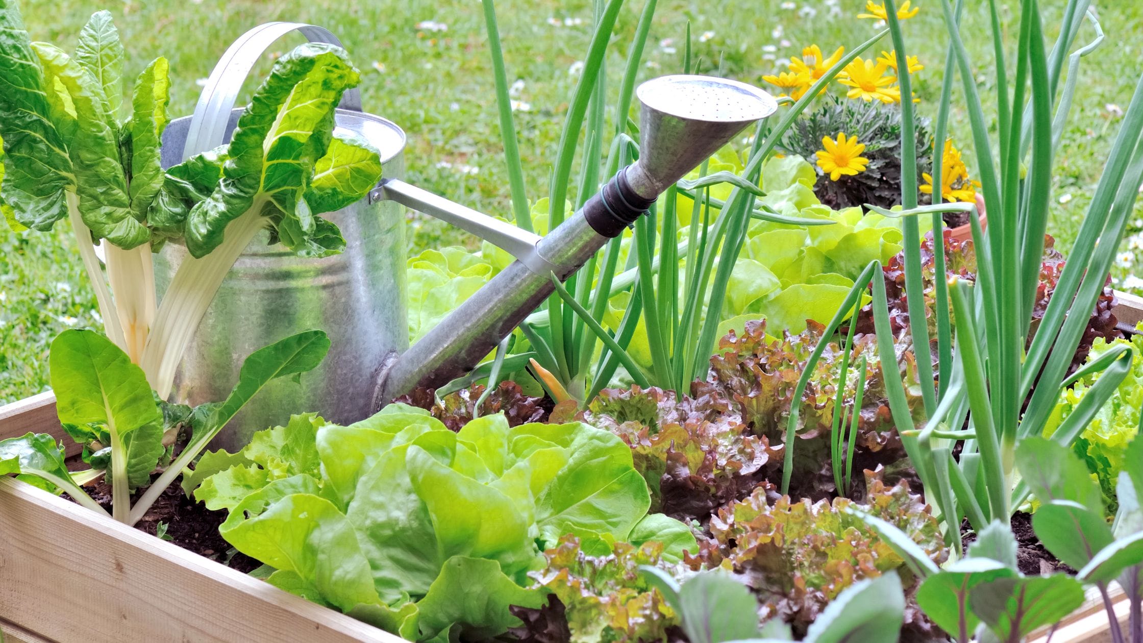 Small vegetable garden: Raised bed with vegetables