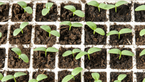 Seed-starting cucumbers
