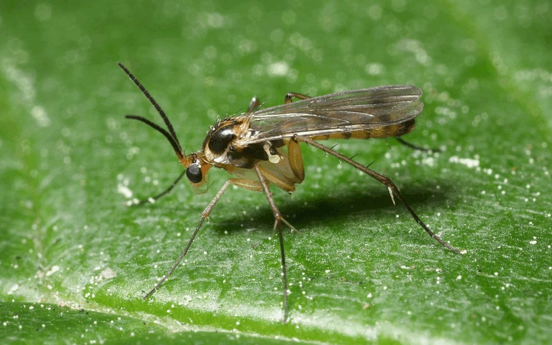 How to get rid of fungus gnats