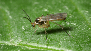 How to get rid of fungus gnats