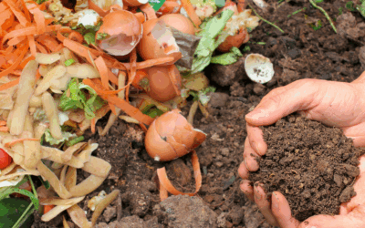 Beginner’s Guide to Composting: How to Make Compost In 8 Easy Steps