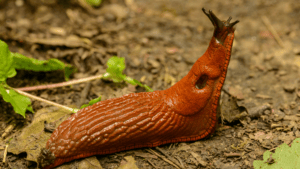 Pests: snails and slugs