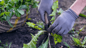 Pulling out weeds
