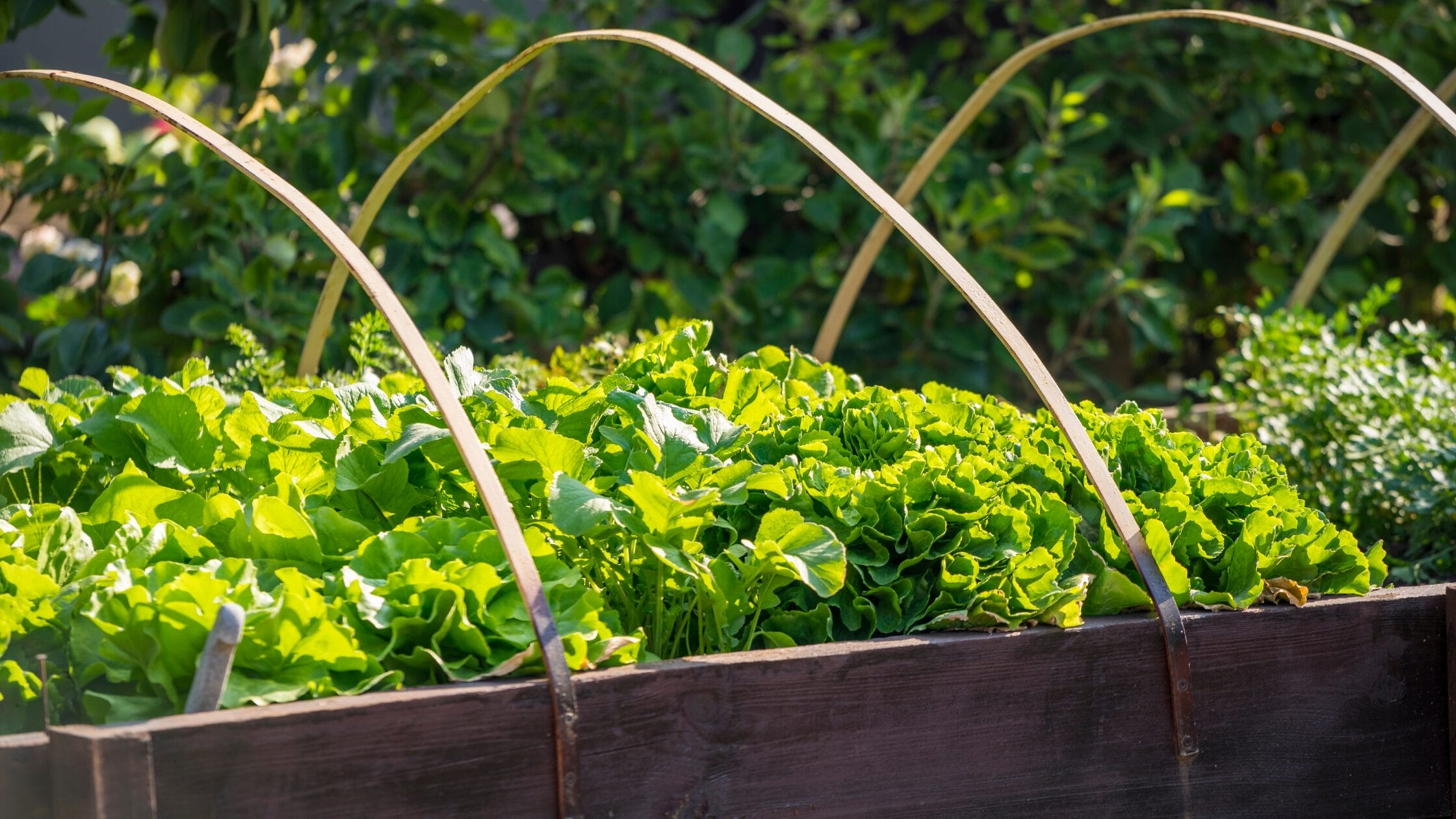 Lettuce in a raised bed