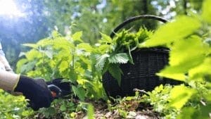 Harvesting stinging nettles