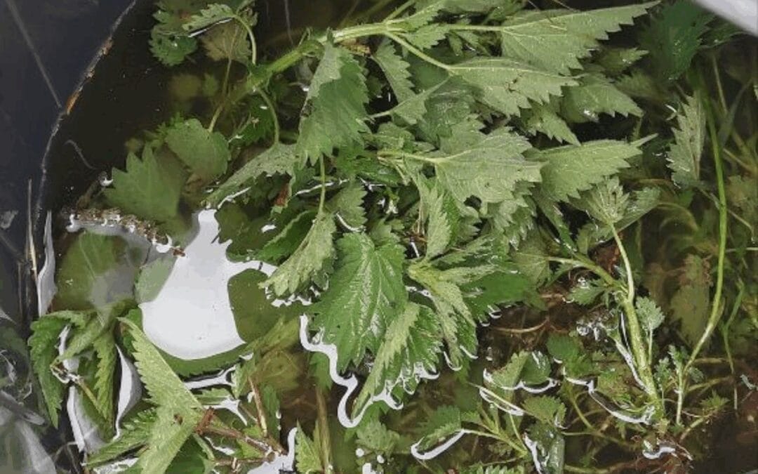 How To Make Nettle Manure