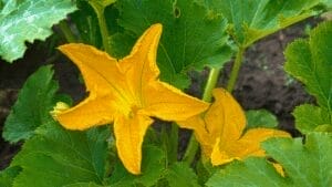 Pumpkin flowers