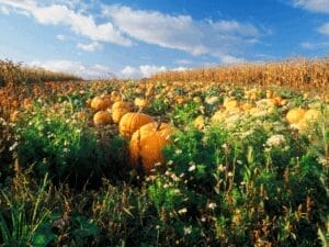 Pumpkins on a field