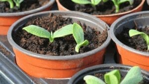 pumpkin seedlings