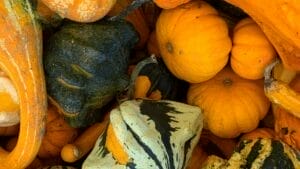 Ornamental pumpkins