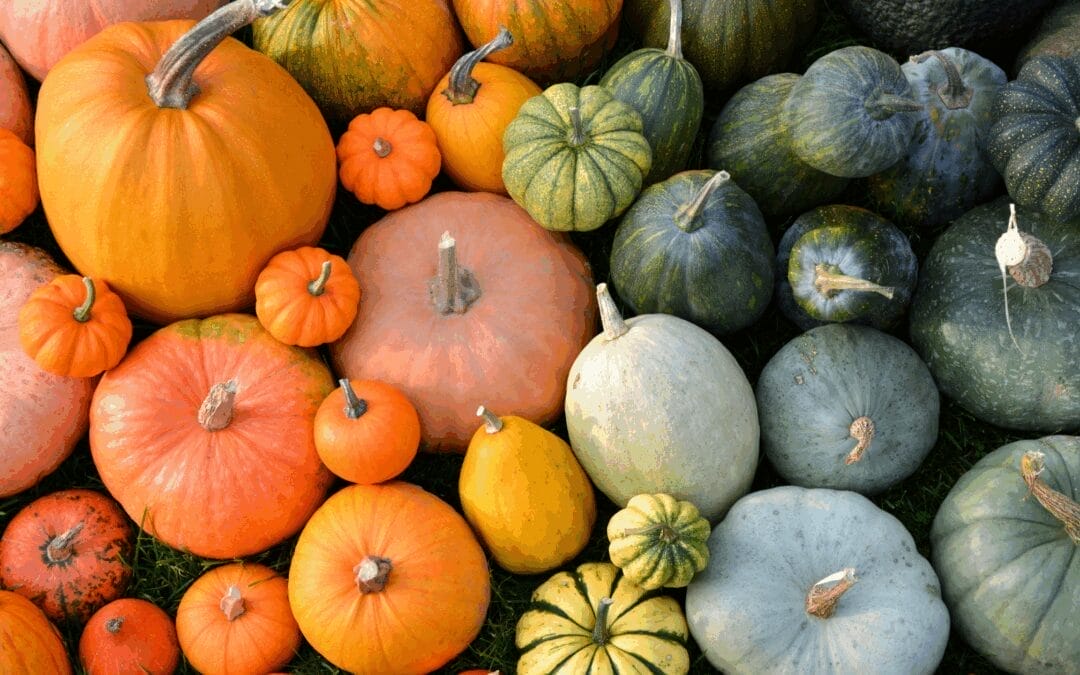 The Complete Pumpkin Grower’s Guide: From Seed Selection to Harvest