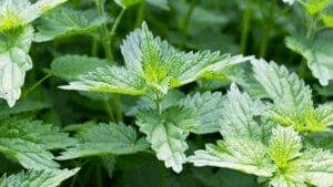 Stinging nettles