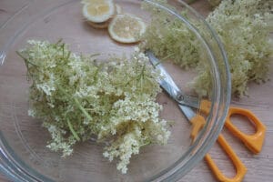cut the stems of the elderflowers