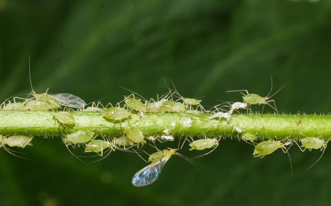How to get rid of aphids naturally with household remedies