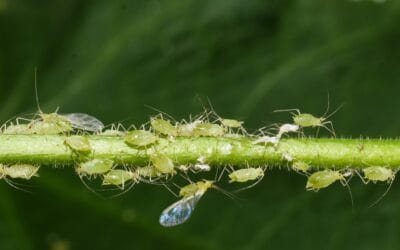 How to get rid of aphids naturally with household remedies